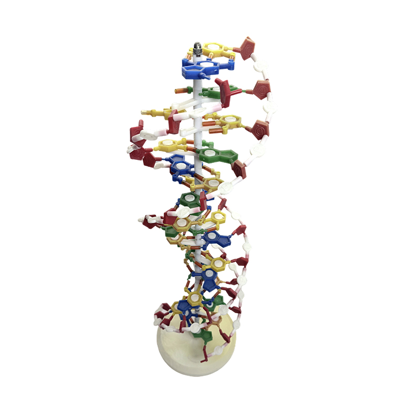 DNA model, DNA double helix model, DNA color double helix medical model