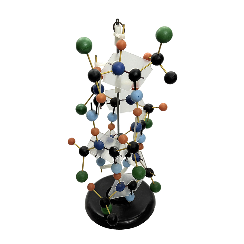 Kagamitang pang-edukasyon DNA structure model biological model 