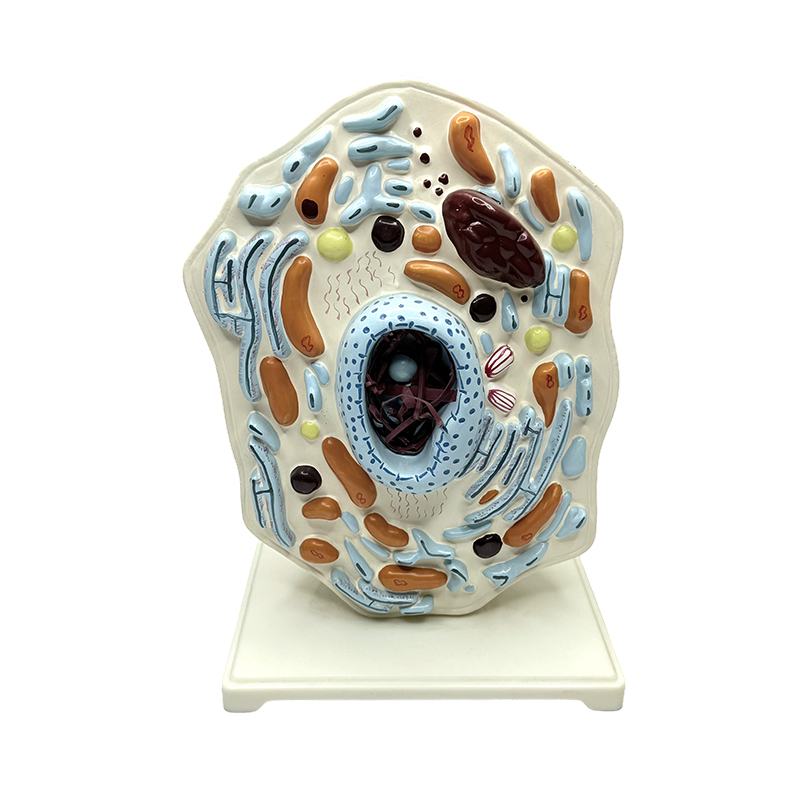 Animal anatomical model medical educational na palakihin ang animal cell model