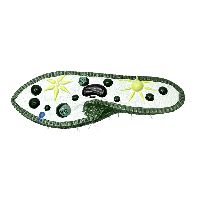 Modelo ng instrumento sa pagtuturo ng biology, modelo ng paramecium