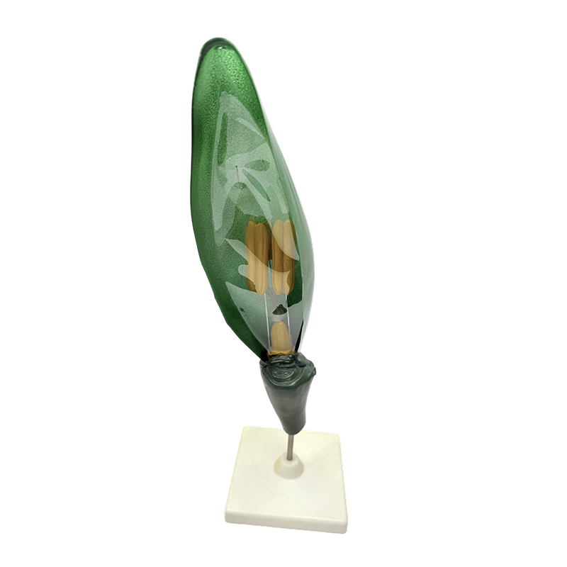 Modelo ng pagtuturo ng halaman na modelo ng bulaklak ng trigo para sa pagtuturo ng biology sa gitna at mataas na paaralan