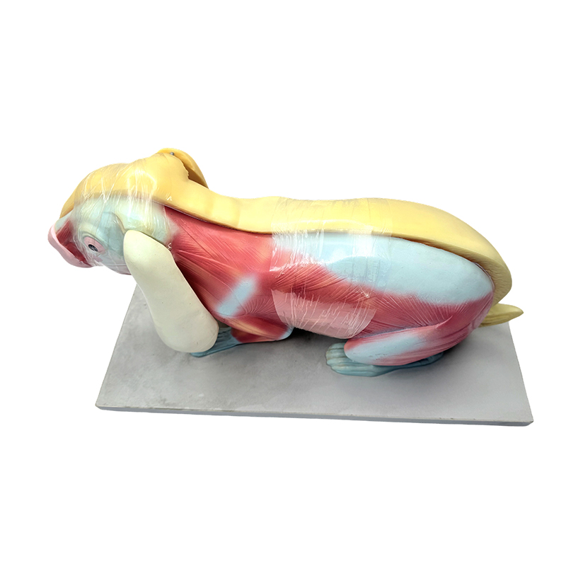 Modelo ng pagtuturo ng biology rabbit anatomy model