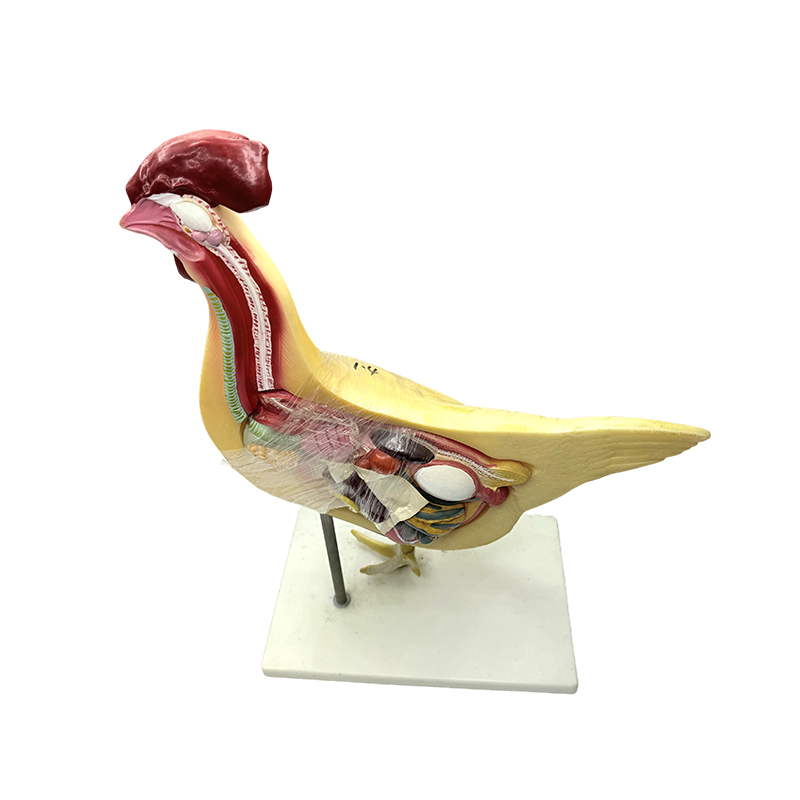 Modelo ng manok natural na unibersidad medikal na agham biology modelo ng pagtuturo sa instrumento ng modelo ng anatomya ng manok