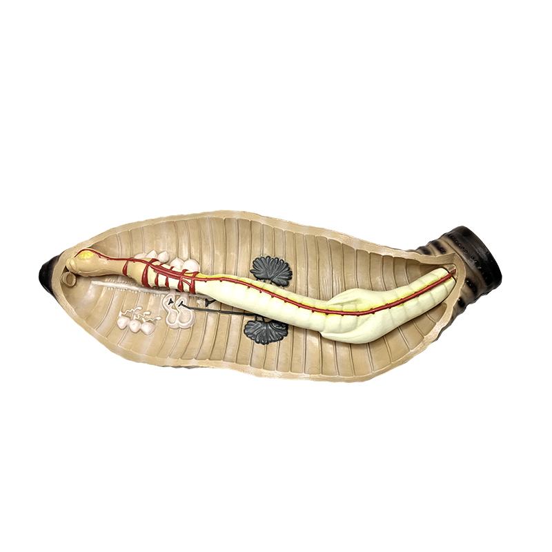 Instrumento sa pagtuturo ng biology sa gitna at mataas na paaralan ng earthworm anatomical model