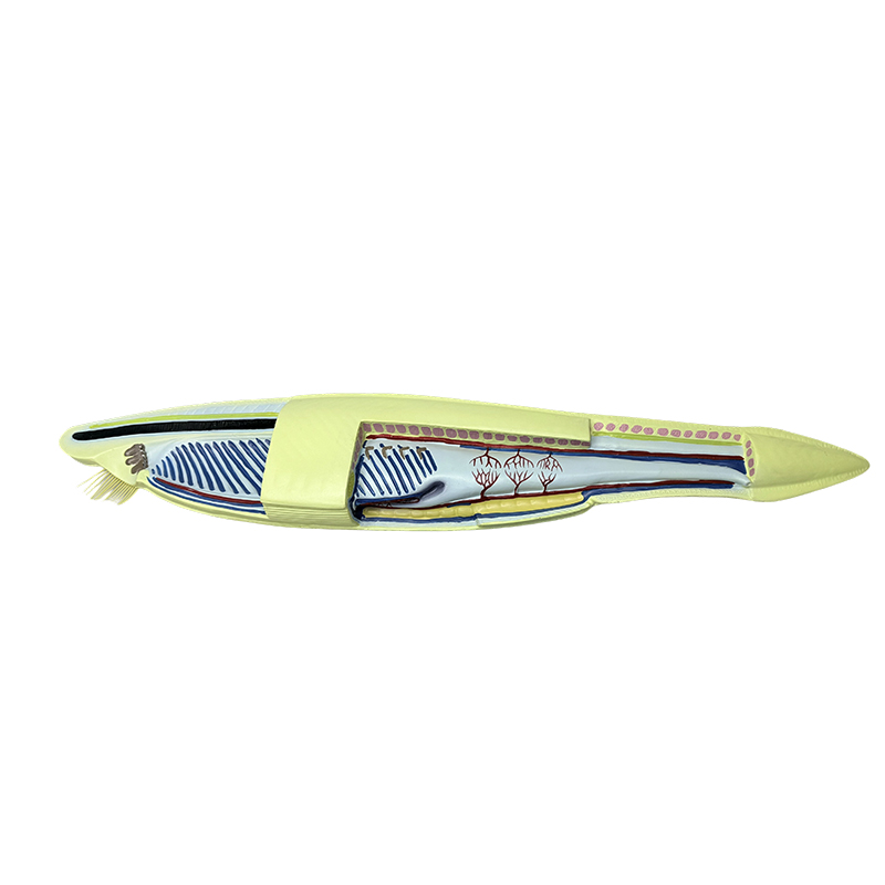 Plastic amphioxus model fish model para sa biological na modelo