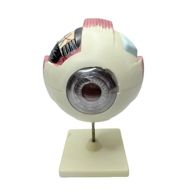 Modelo ng mata anatomy modelo ng mata medikal na instrumento sa pag-aaral 6x magnifying eye anatomy model