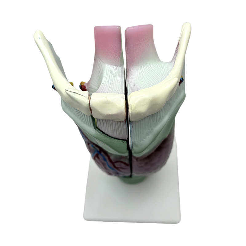 Medical anatomical model school at ospital na nagtuturo ng laryngeal anatomical model