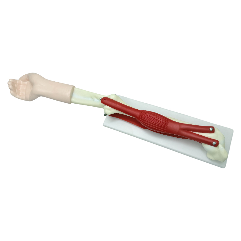 Biyolohikal na modelo ng human joint model na kagamitang pang-edukasyon elbow joint move model