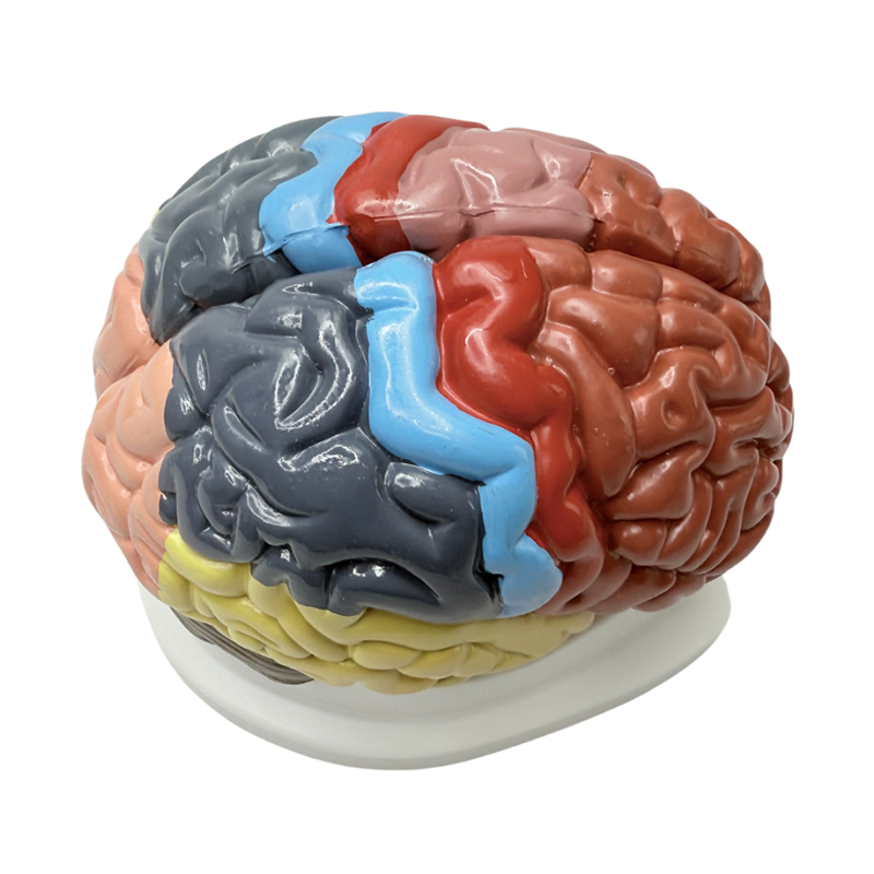 Ang detachable 1:1 color teaching aid ay nagpapakita ng mga functional na bahagi ng utak, anatomical na kulay, at kulay na mga modelo ng utak