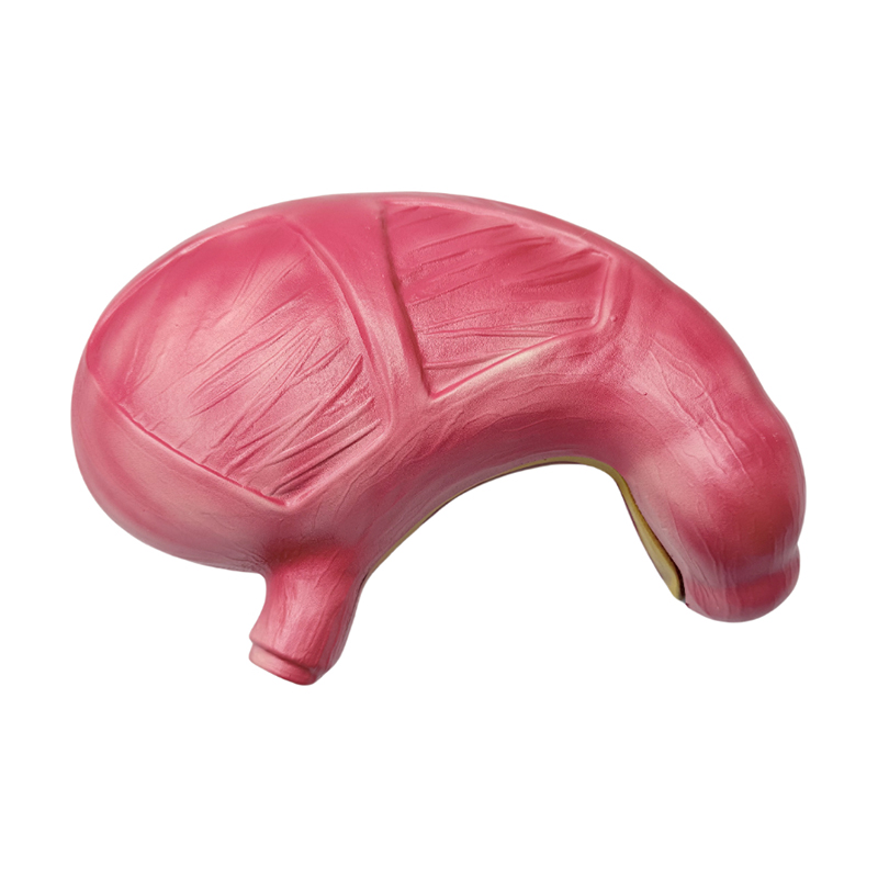 Medikal anatomical pantao digestive system organs tiyan anatomical modelo
