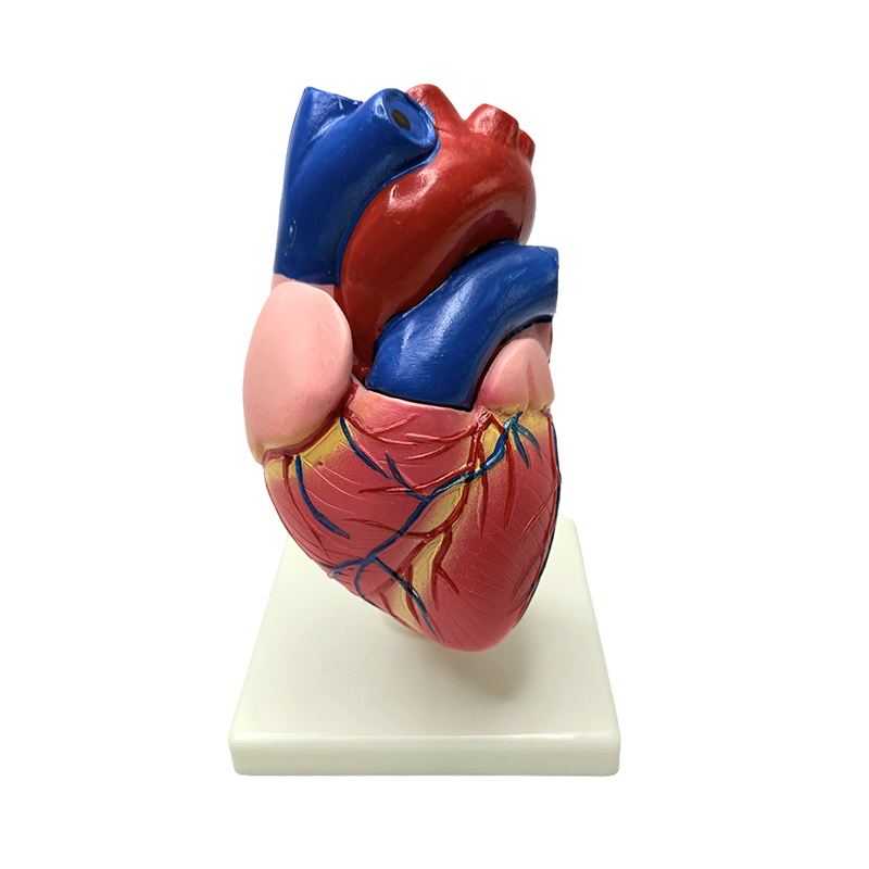 Anatomy mga organo ng katawan ng tao natural na laki modelo ng istraktura ng puso
