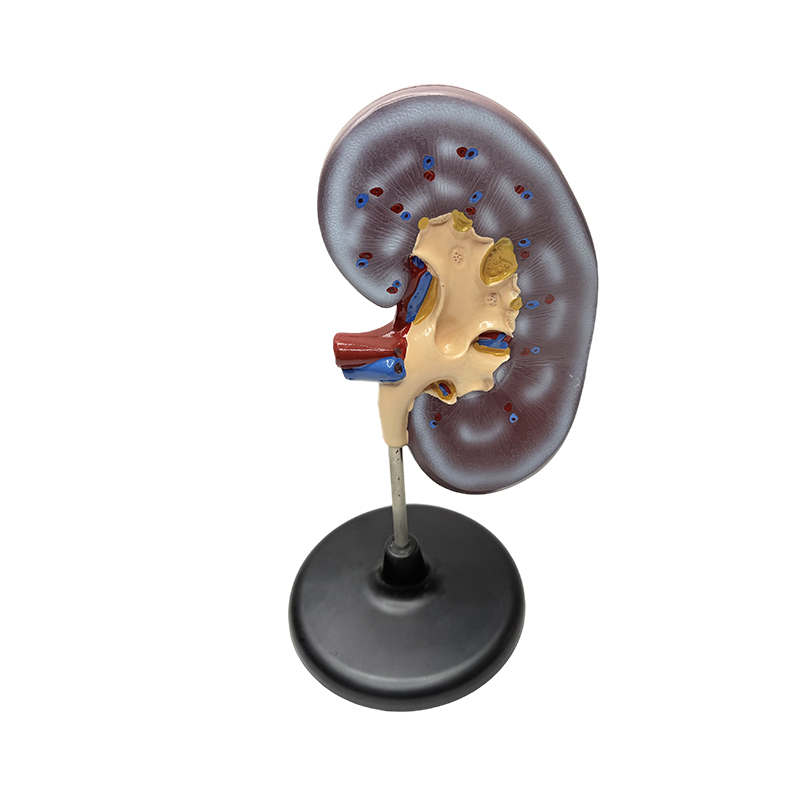 Pang-edukasyon na modelo ng anatomical na bato ng tao