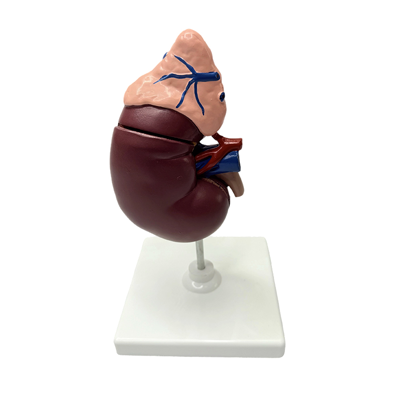 Renal at adrenal model anatomical model ng katawan ng tao medikal na modelo anatomical na pagtuturo