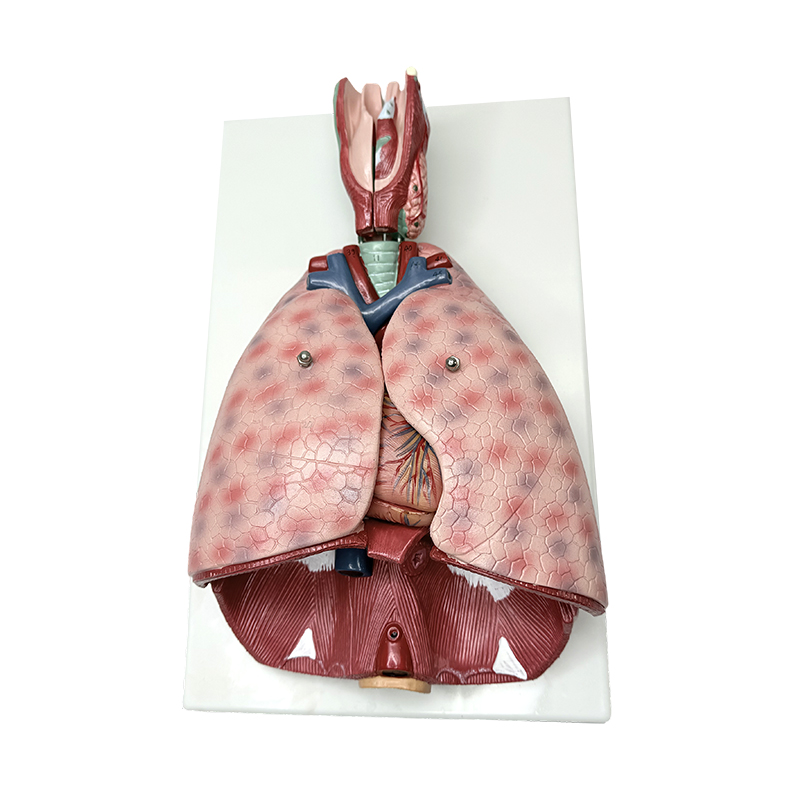 Modelo ng anatomy ng baga na may larynx (7 bahagi) modelo ng pagtuturo ng medikal ng tao human anatomical model