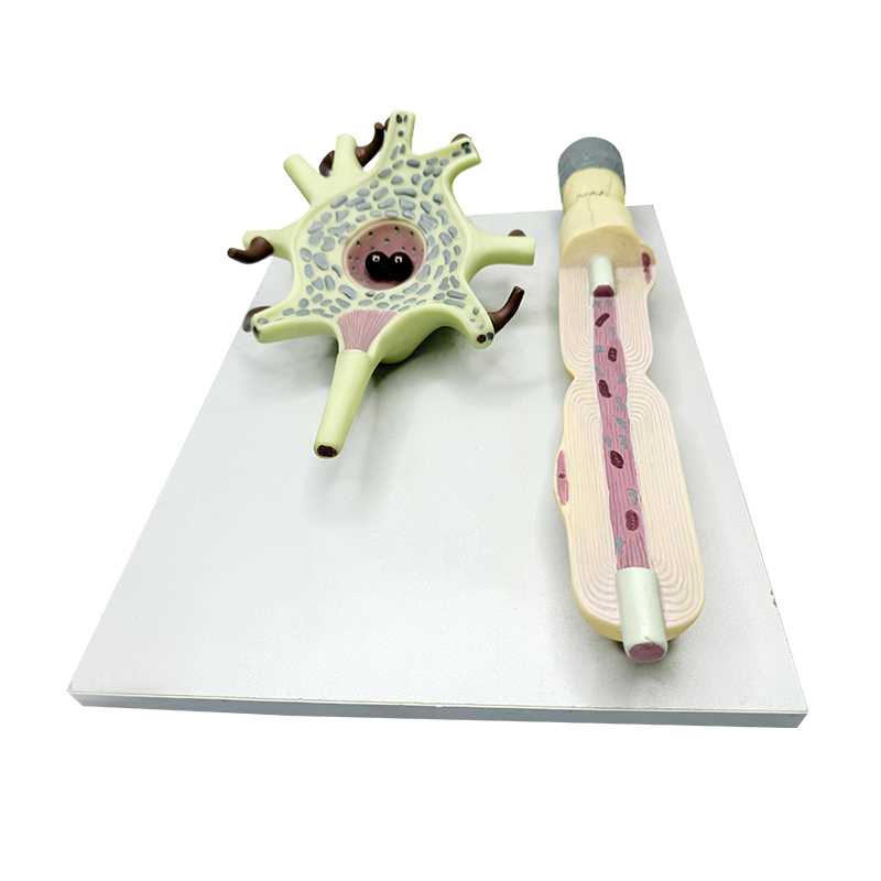 Medical science anatomical enlarged human motor neuron model para sa pagtuturo