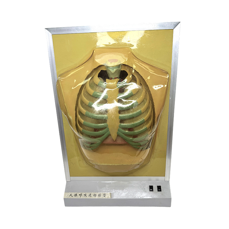 Kagamitan sa pagtuturo ng organ ng tao modelo ng lung anatomy model medical teaching aids respiratory motion simulator
