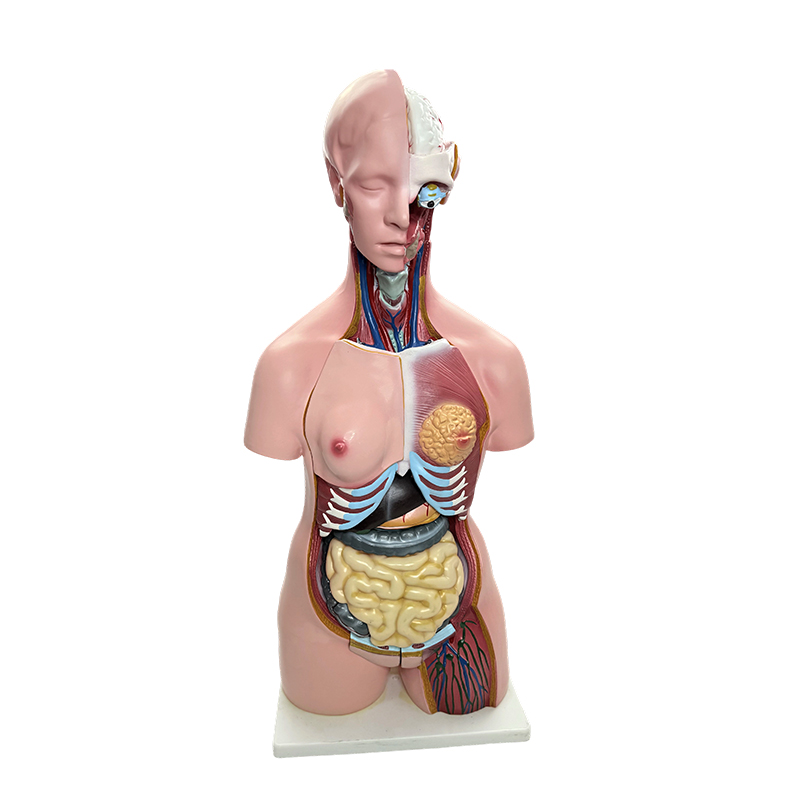 Pagpapakita ng kasarian ng katawan ng tao, torso model simulation ng mga organo ng tao, 85cm medical anatomy na pagtuturo