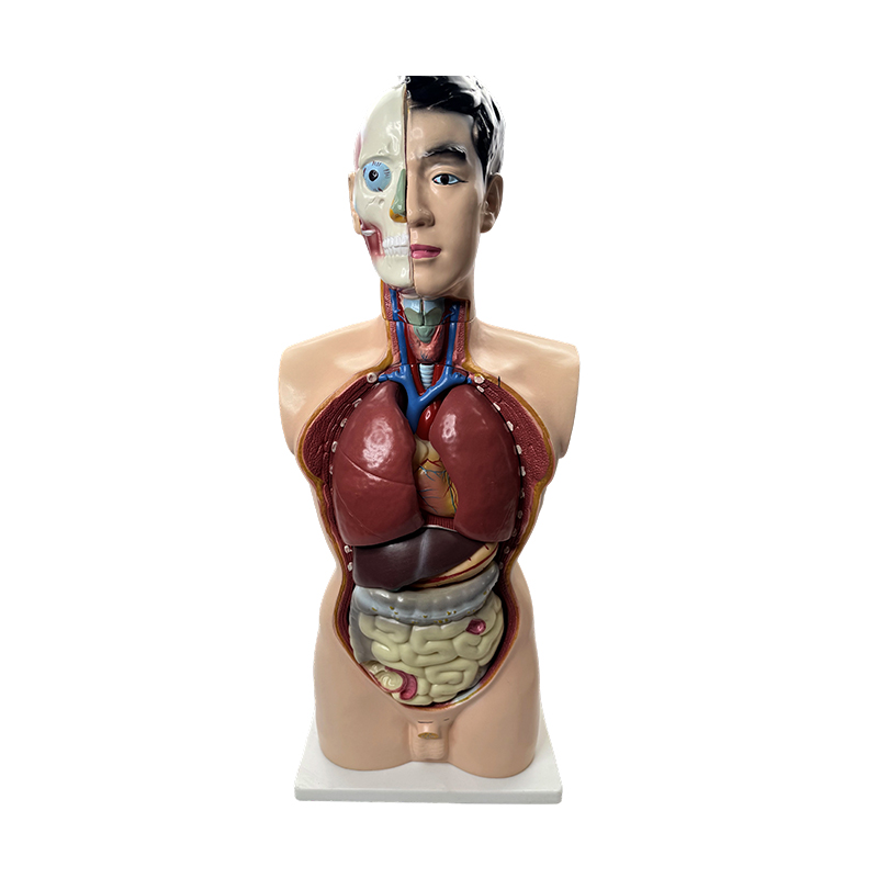 Modelo ng medikal na anatomy 85cm modelo ng katawan ng lalaki