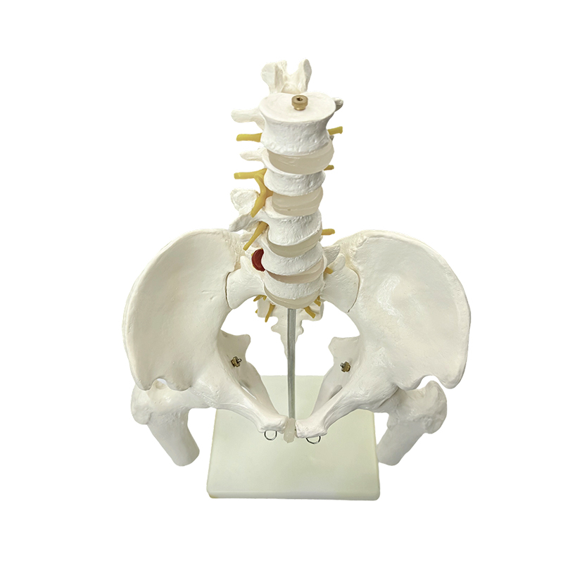 Medikal na pagtuturo ng human pelvic bone anatomy model