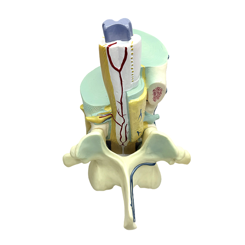 Biomedical na modelo ng pagtuturo ng spinal at vertebral na bahagyang mga modelo