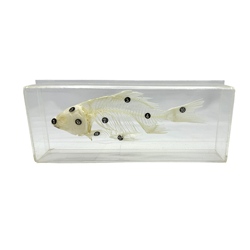 Fish skeleton embedded biological specimens na nagtuturo ng embedding specimen