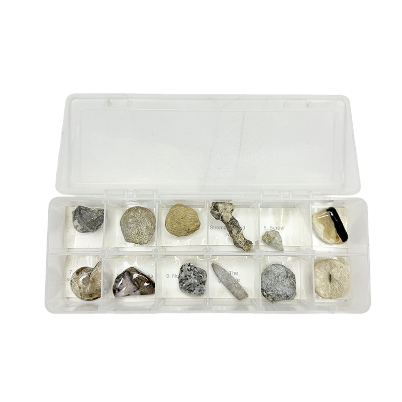 Mga specimen ng fossil