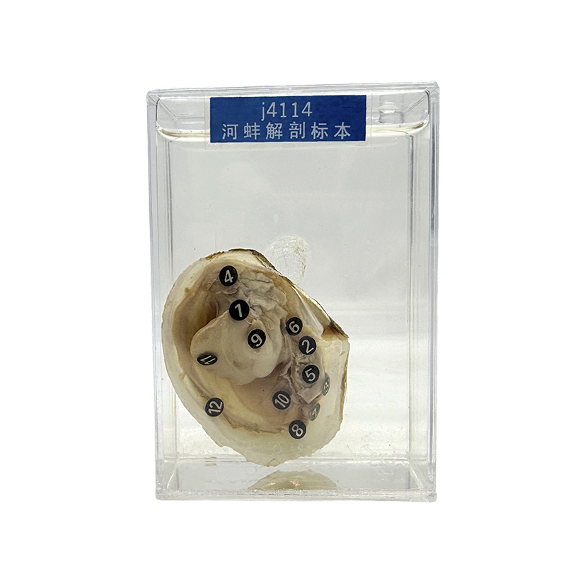 Transparent na specimen ng hayop, marine shellfish specimens, at mussel specimens