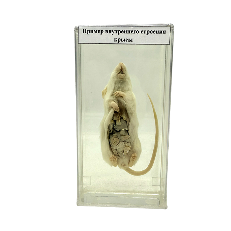 Anatomical specimen ng daga