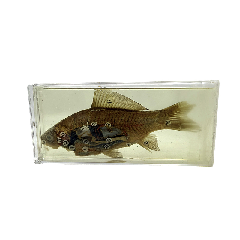 Biological specimens para sa pagtuturo at pananaliksik layunin, isda specimens