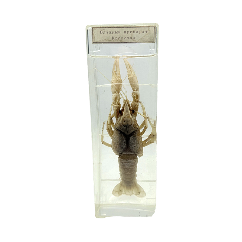 Hipon na babad na ispesimen paaralan eksperimental klase ispesimen pagtuturo tool pag-aaral
