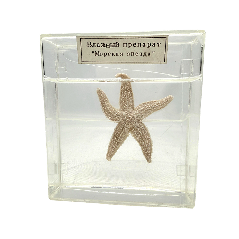 Biological specimen ng bituin sa dagat