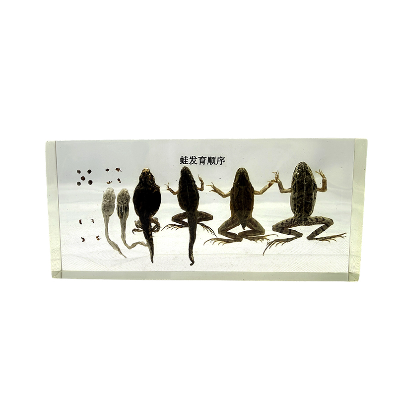 Palaka developmental specimen, animal anatomy, biological specimen
