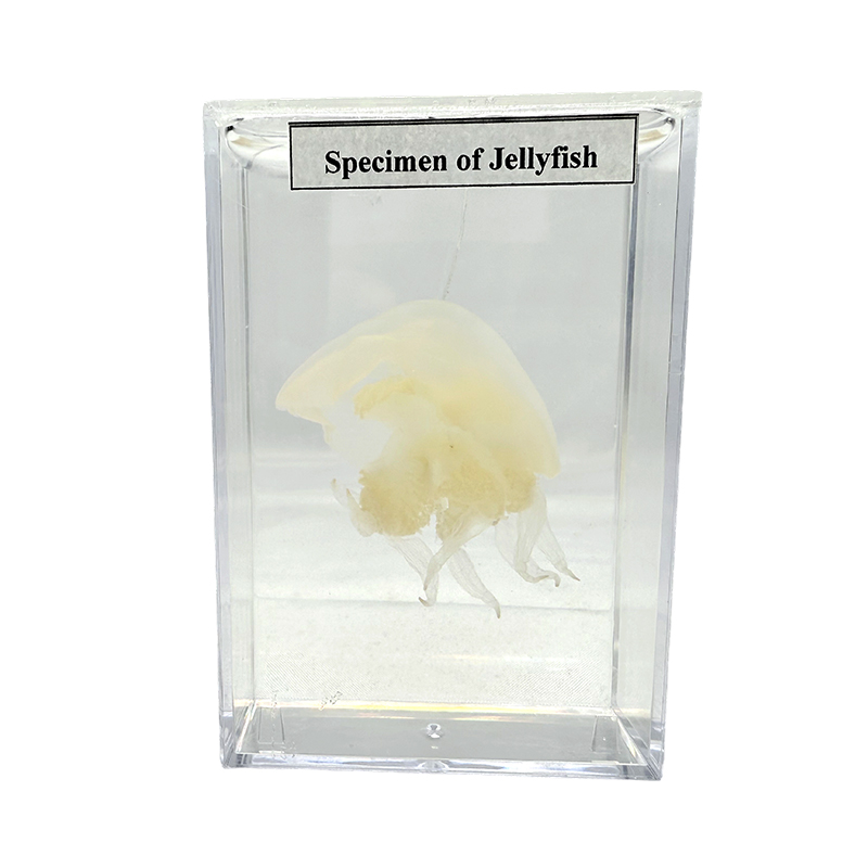 Ang mga specimen sa pagtuturo ay ginagamit para sa eksperimental na pananaliksik sa mga specimen ng hayop at dikya