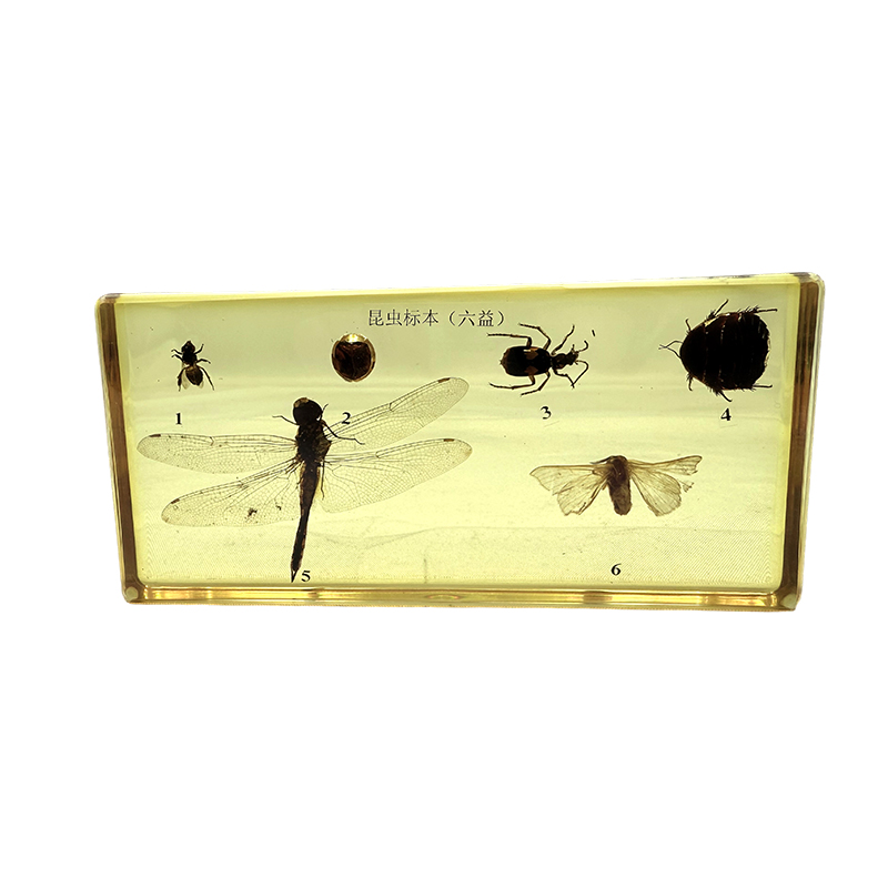 Mga specimen ng insekto (mga kapaki-pakinabang na insekto) na ginagamit para sa edukasyon sa paaralan