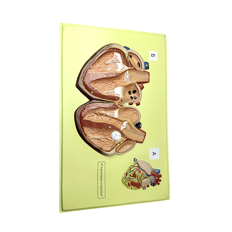 Relief model ng puso ng tao