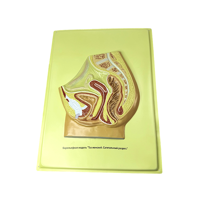 Relief model ng babaeng pelvis