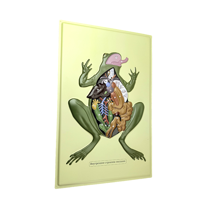 Relief model ng anat frog