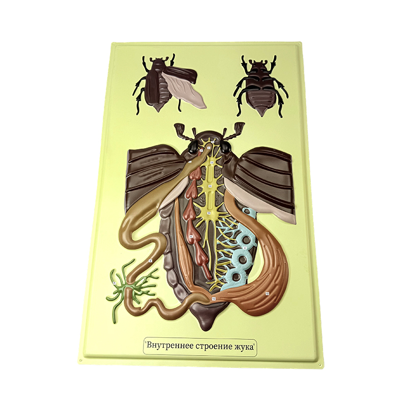 Relief model ng beetle