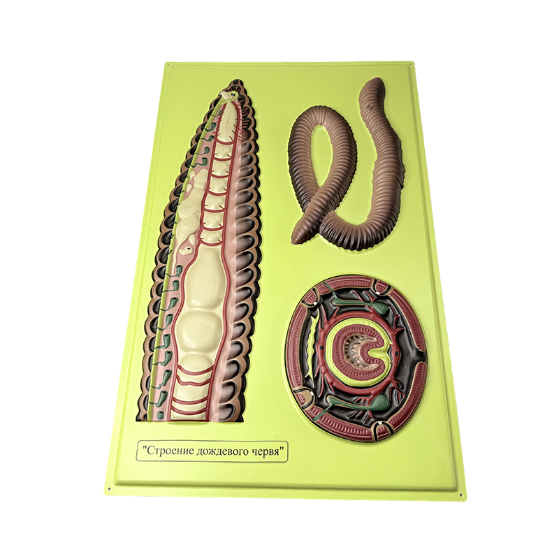 Relief model ng earth worm