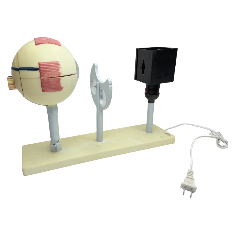 Teaching equipment ophthalmoscope human eye model demonstrator eyeball imaging prinsipyo pagtuturo ng human eye model